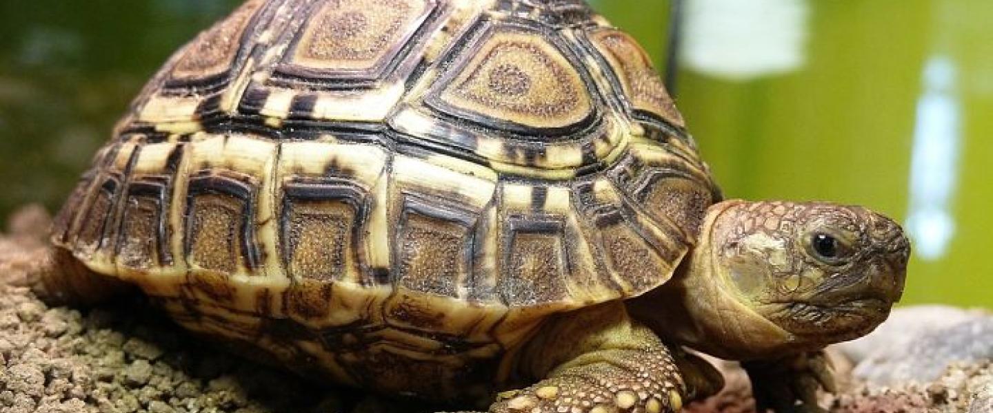 Qu’est-ce que la prévoyance et pourquoi est-elle indispensable ?